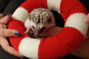 Manchita - Herzenstier und Maskottchen des RettungsRing