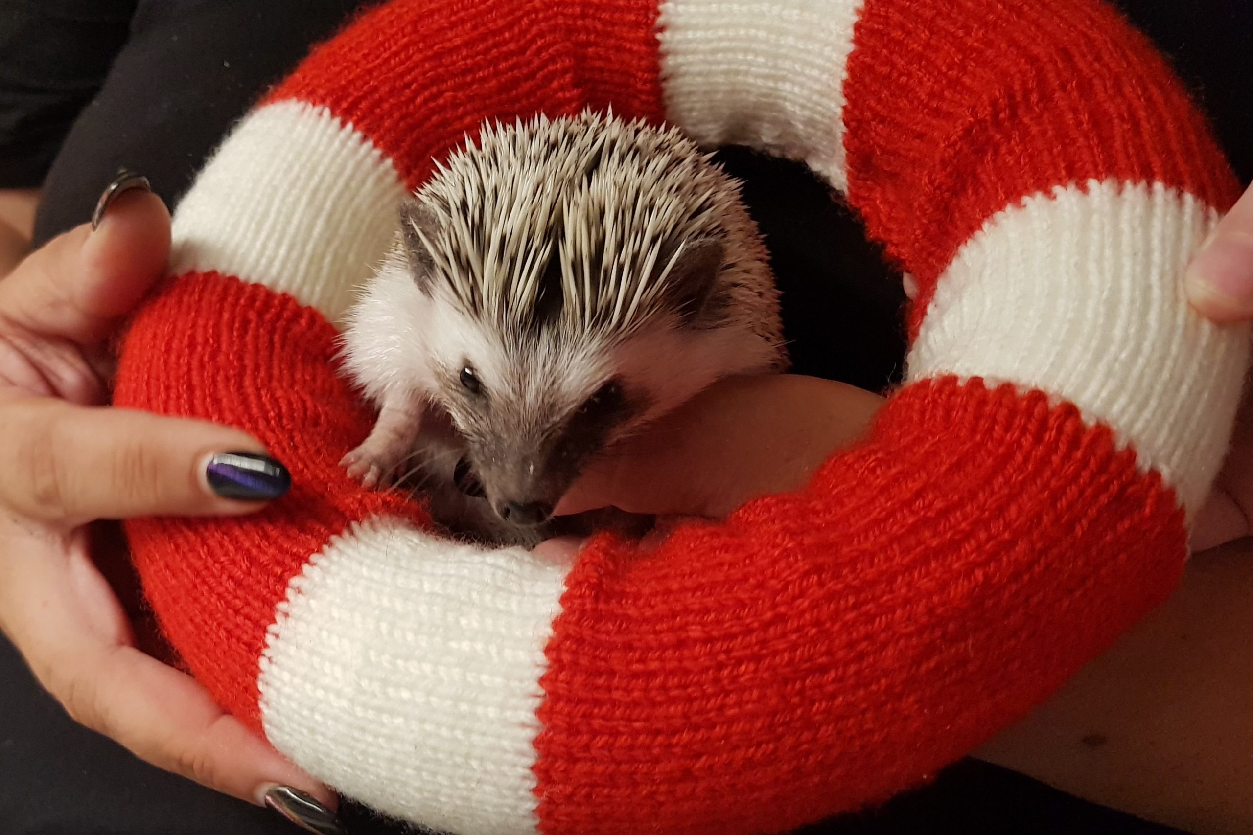 Manchita - Herzenstier und Maskottchen des RettungsRing